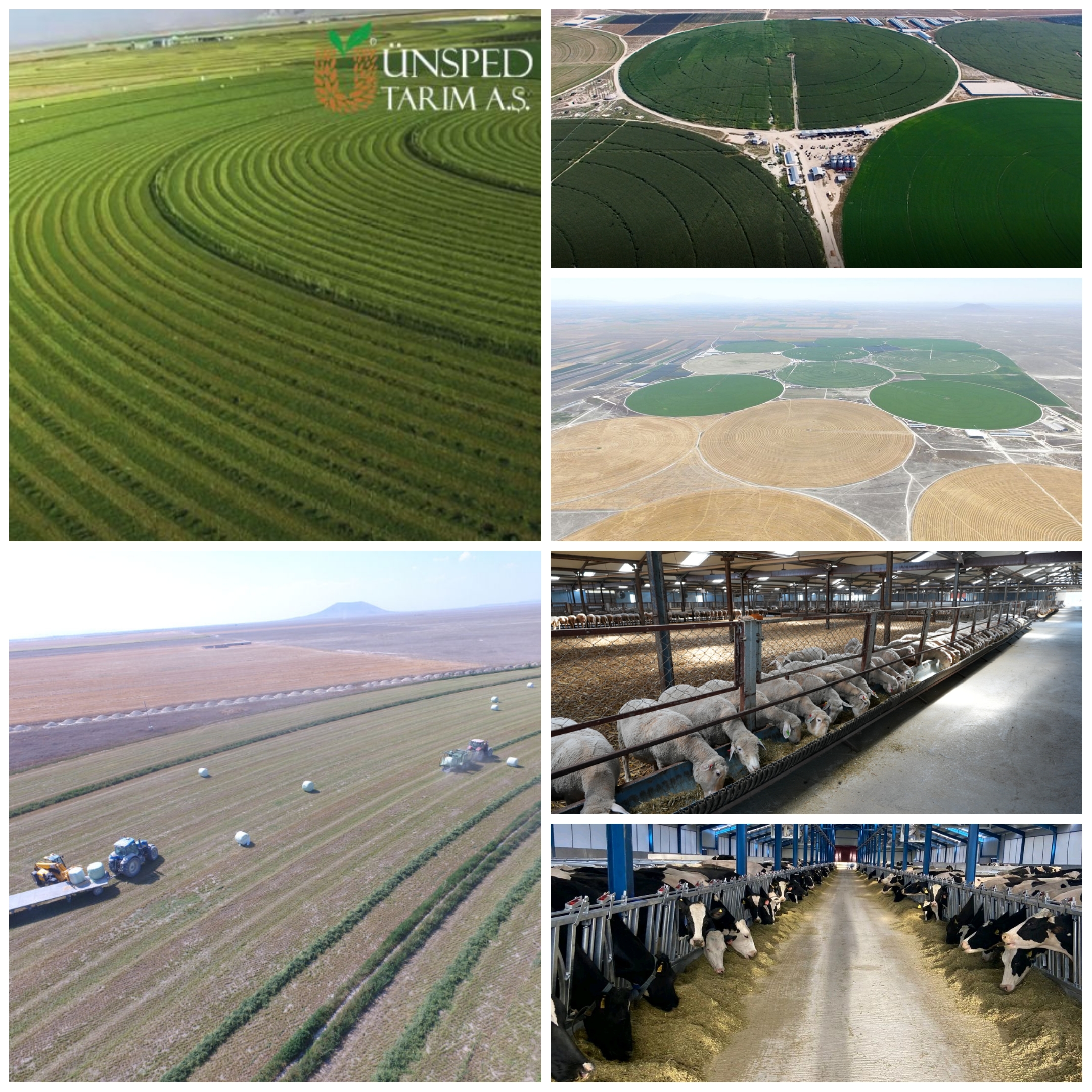 Çölleşmiş 20 Bin Dönüm Arazi Yeniden Hayat Buldu: ÜNSPED Tarım’dan Sürdürülebilir Tarım Hamlesi