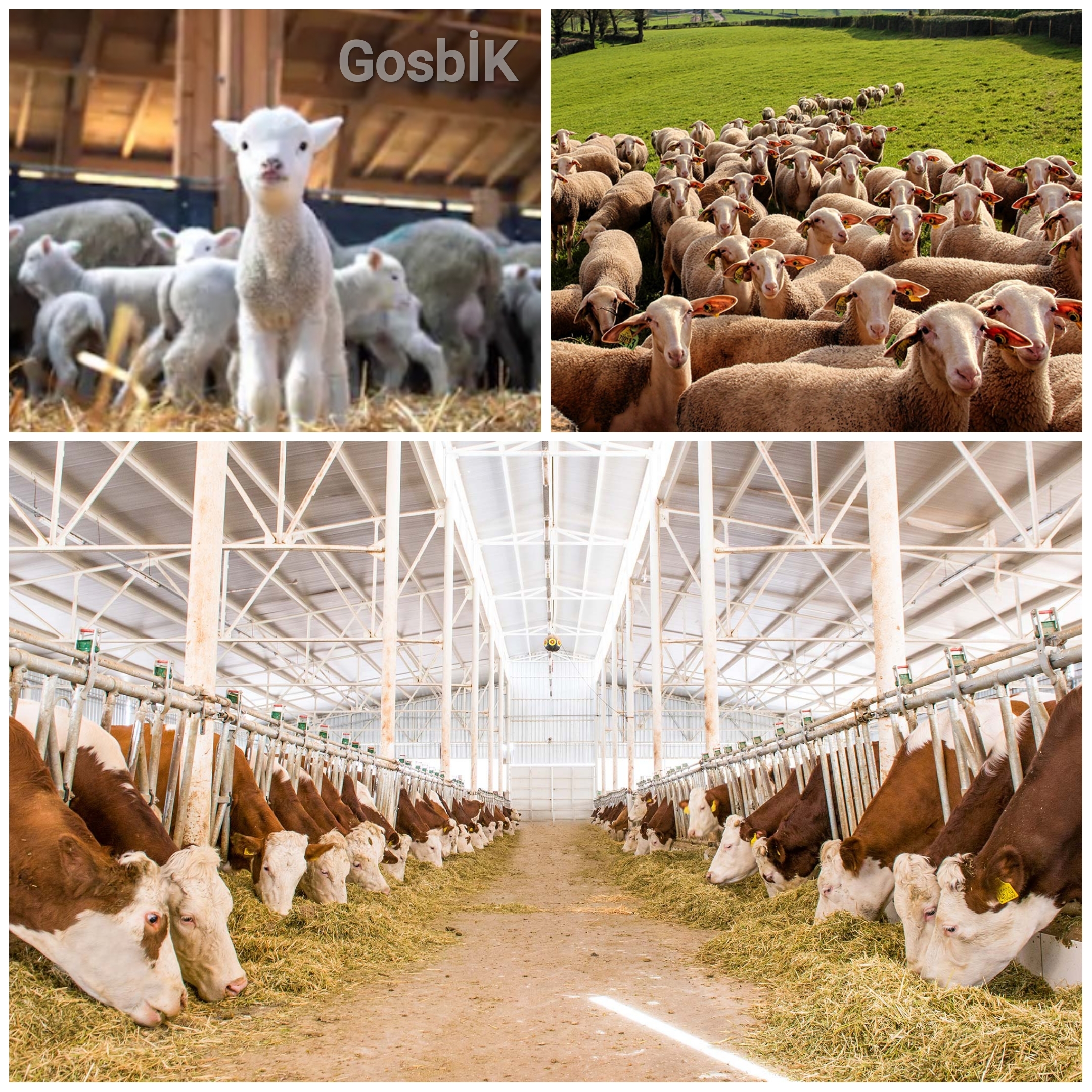 Kırsalda Bereket Projesi ile Hayvancılıkta Büyük Hedef: 2028’e Kadar 78,8 Milyon Hayvan Varlığı