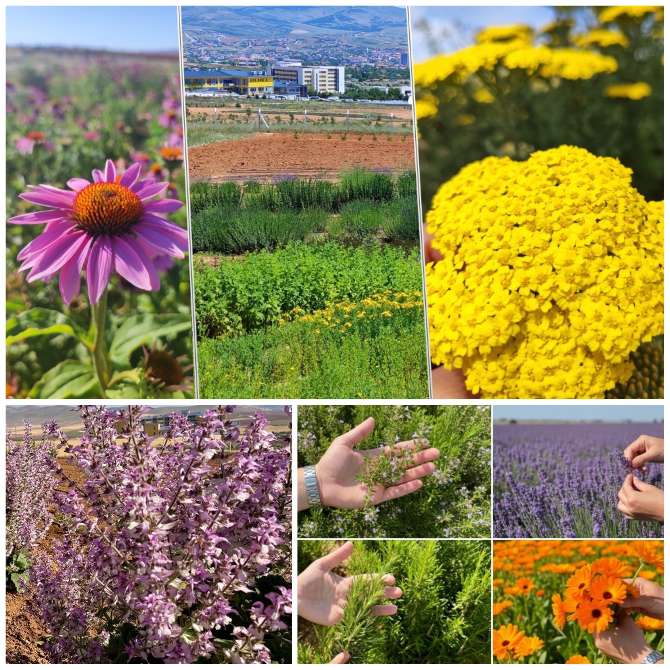 Kırşehir’de Tarımda Yeni Dönem: 65 Tıbbi Bitki Tek Alanda Yetiştiriliyor🌾