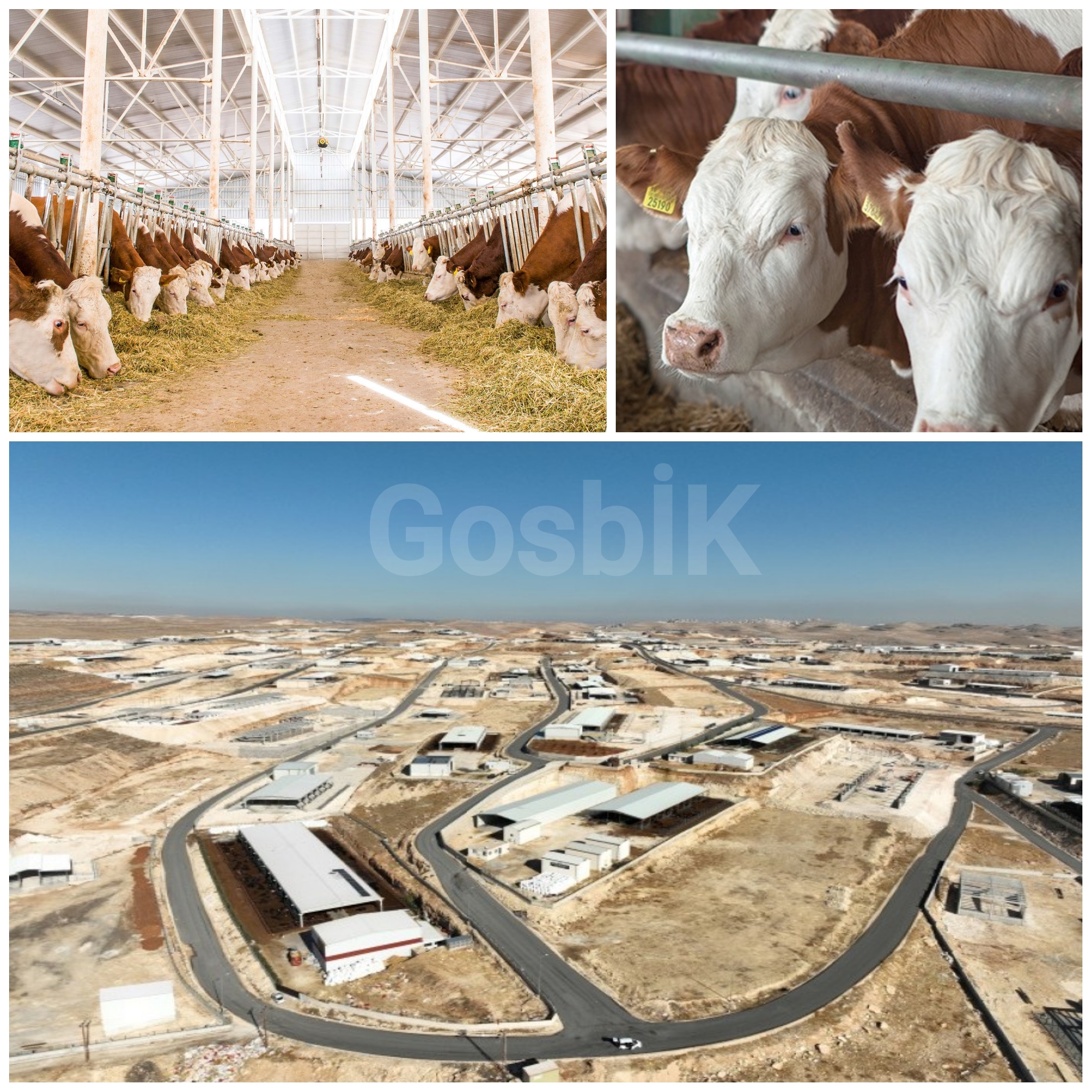 Şanlıurfa’ya 2 Milyar TL’lik Dev Besi Organize Tarım Bölgesi