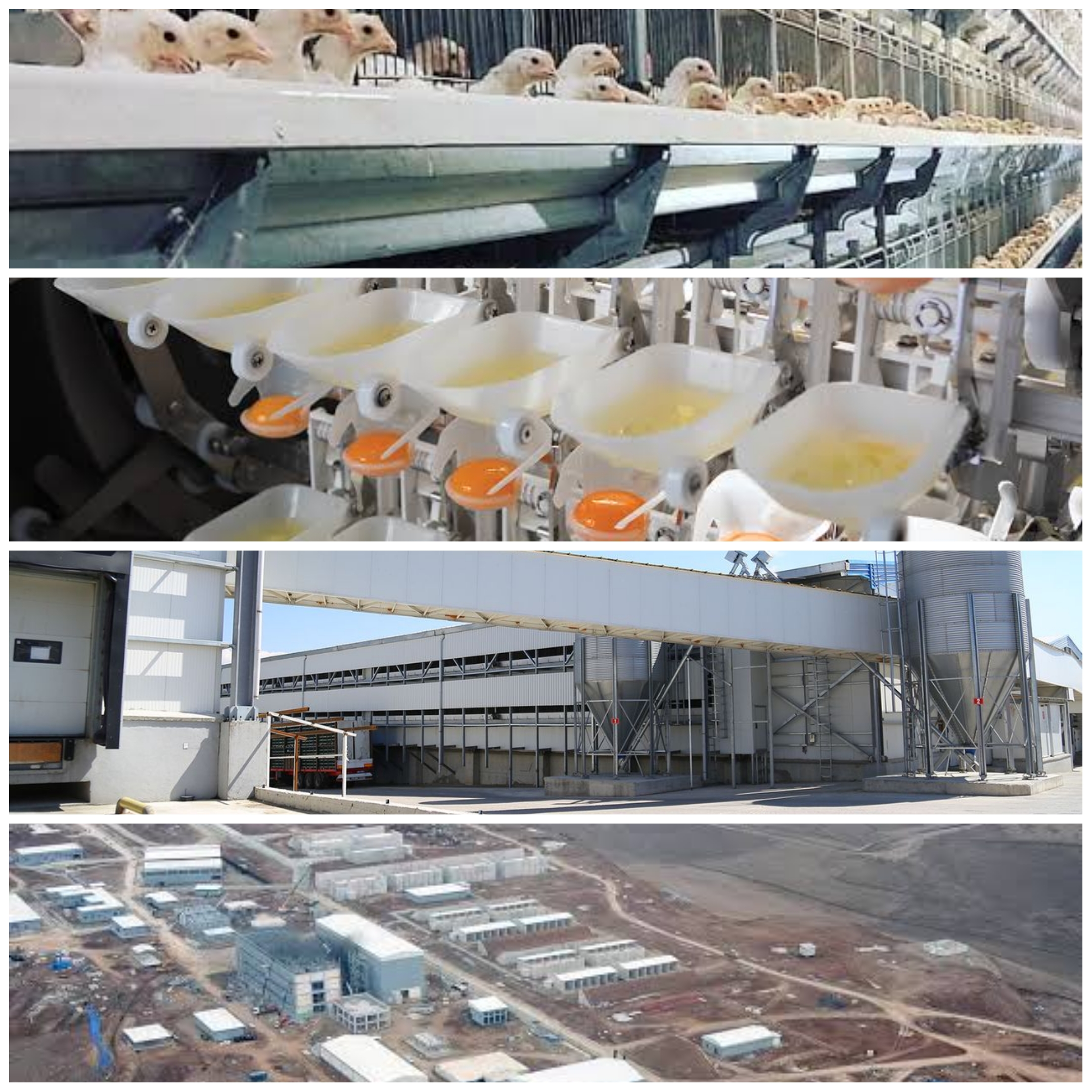 Sungurlu OSB’ye 1 Milyar TL’lik Dev Yatırım: Likit Yumurta ve Yumurta Tozu Tesisi Kuruluyor