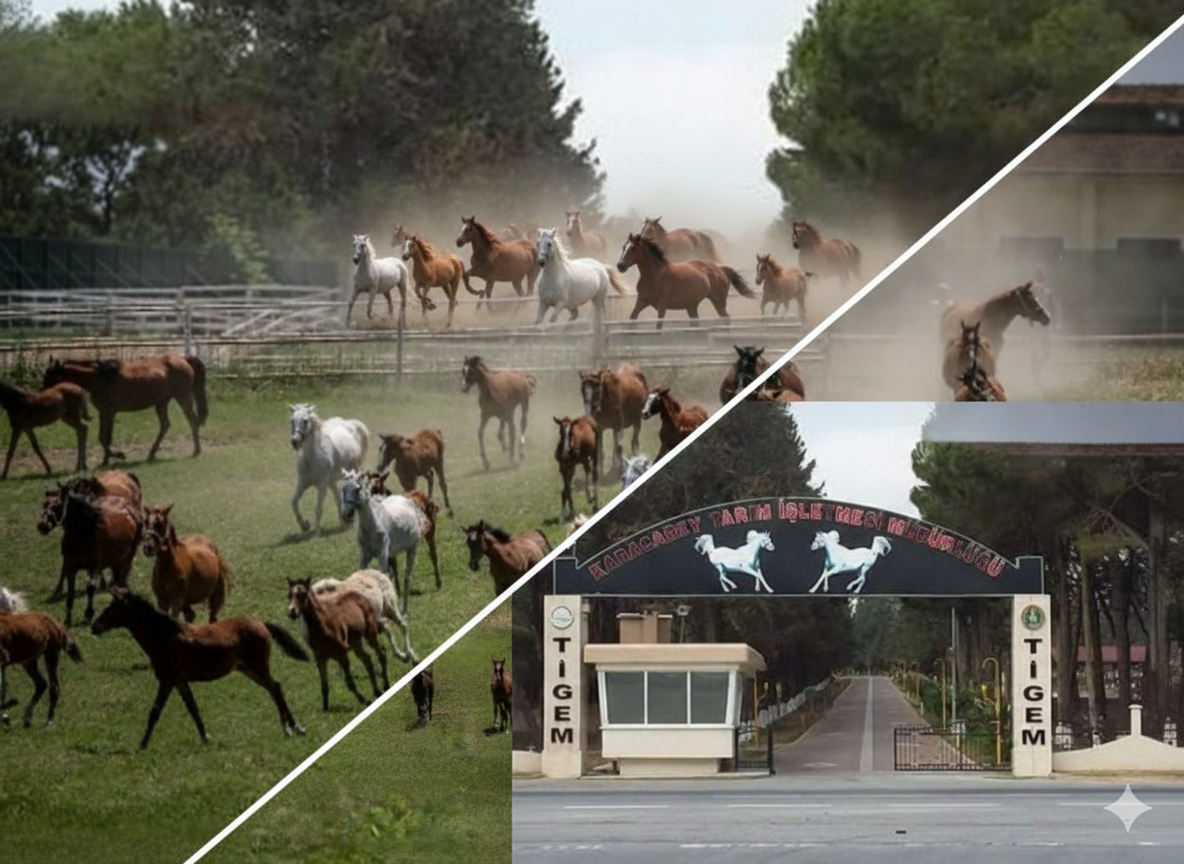 TİGEM ve Türkiye’nin Asırlık Atçılık Mirası