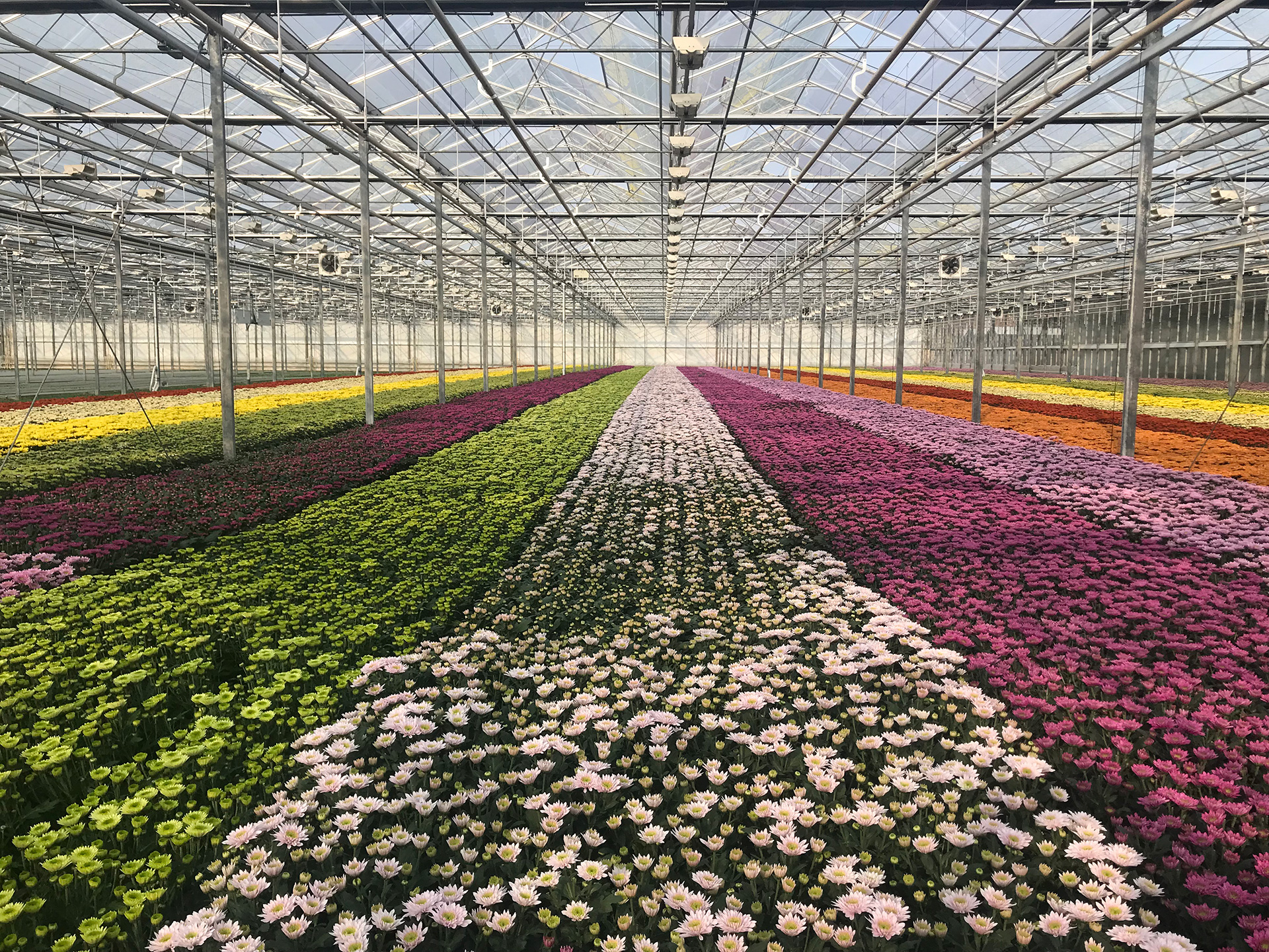 Türkiye Çiçek ihracatı Rekora Koşuyor; TDİOSB ve URGE programlarının Katkısı Büyük🌿🌼