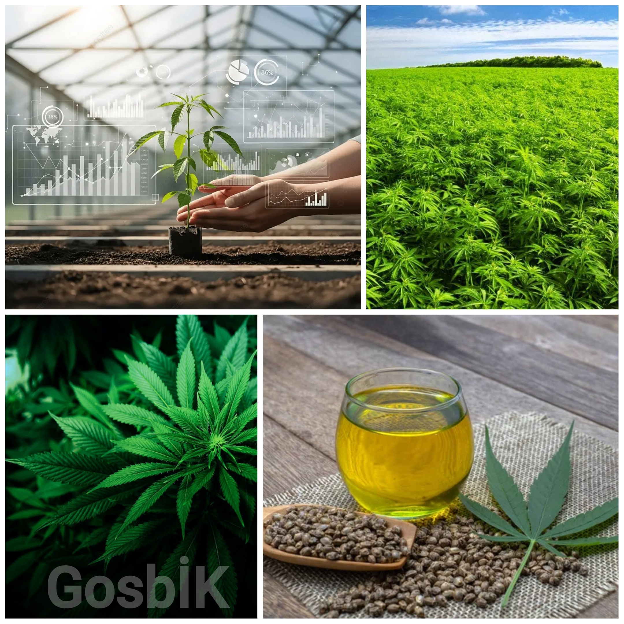 Türkiye’de Kenevir Üretimine Resmî İzin: 21 İlde Yeni Dönem Başladı 🌿