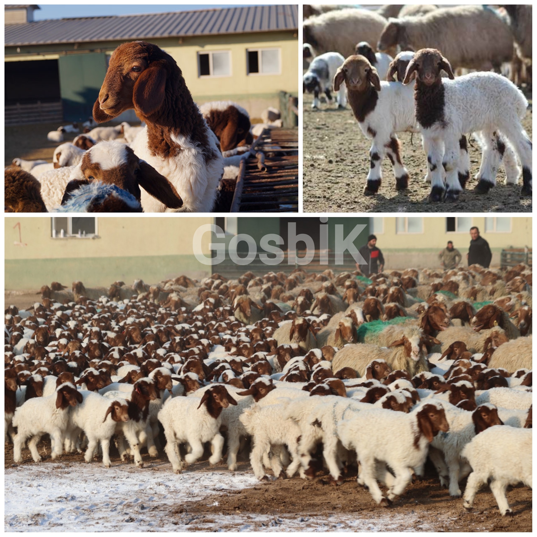 Türkiye'nin En Büyük İşletmesi TİGEM Şanlıurfa’da 60 Bin Kuzu Bereketi